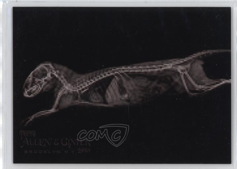 2024 Topps Allen & Ginter X-Ray'd Dwarf Mongoose #XR-14 hg6