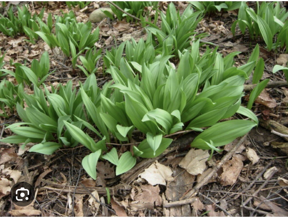 10 Ramps Wild Leeks Organically Grown Bulbs For Planting Allium Bare