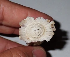 80 mm Long NATURAL PATTERN RARE Brechites Penis Pot Seashell #AK5 Surin Island