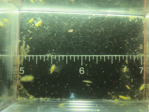Live Scuds (Gammarus Shrimp) - Live Fish Food / Clean up Crew - Picture 3 of 4