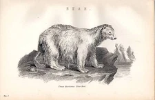 1880 PRINT ~  NATURAL HISTORY ~ POLAR BEAR ~ URSUS MARITIMUS