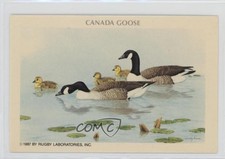 1987 Rugby Laboratories American Wildlife Heritage Series 9 Canada Goose #2 1m8