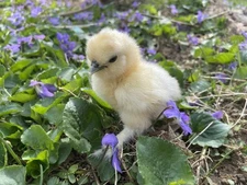 12 Fertile Silkie Hatching Eggs Blue, White, Black, Mottled, Chocolate, 
