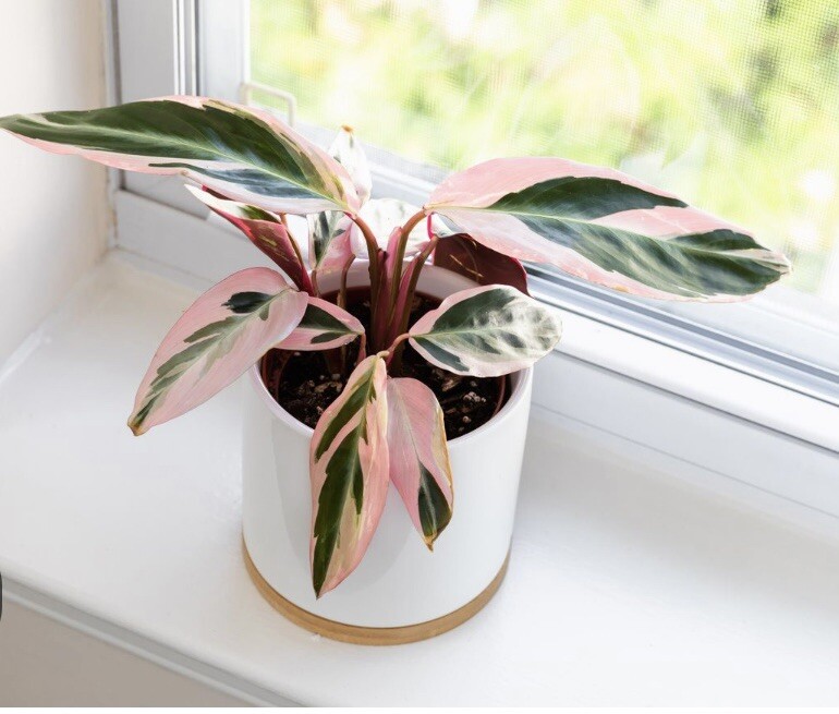 Tricolor Prayer Plant Stromanthe Triostar Sanguinea Thalia Calathea Plant |  eBay