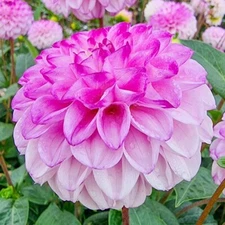 1 - GENOVA Ball Dahlia Bulb Tuber Clump  * MAKES A STRIKING BOUQUET * Zones 3-10