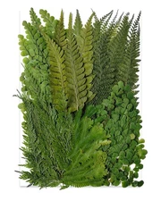 55 Pcs Green Leaves Ferns Dried Pressed Flowers for Crafts,Real Nature Dry Fl...