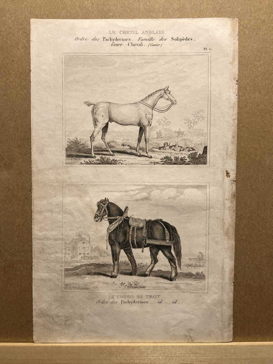 ANTIQUE ILLUSTRATION 1835 DRAFT HORSE ENGLISH HORSE STEEL