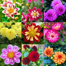 100 Mixed Collarette Dahlia Variabilis Two Tone Red Pink Yellow Flower Seeds