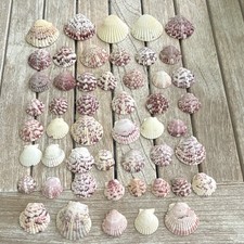 50 Natural Scallop Shells Mixed Bulk Lot Assorted Colors Multiple Pieces
