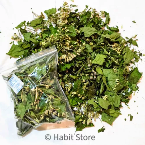 Calea Zacatechichi Mexican Dream Herb Wild Harvest | Lucid Dreaming | Dream Herb