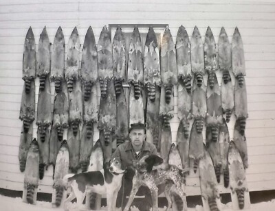 ORIGINAL 1958 PHOTO MEN HUNTING DOGS RACCOONS PELTS HANGING SNOW 5 X 3.5  b