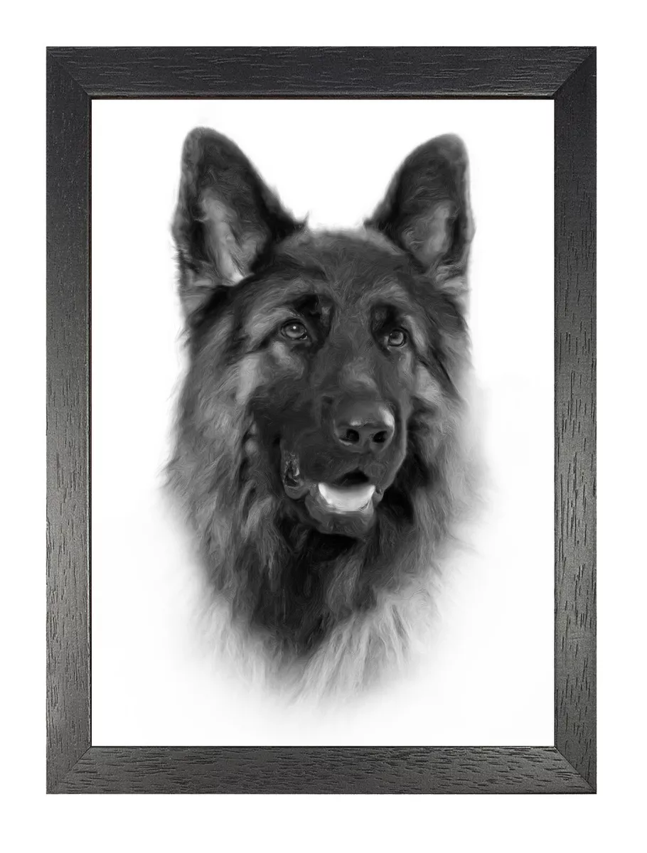 Long haired white clearance german shepherd for sale