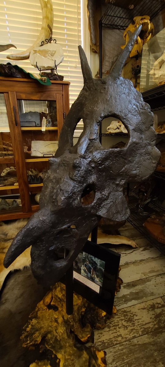 Einiosaurus procurvicornis DINOSAUR FOSSIL Skull 90% Genuine