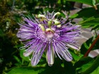 10 Maypop Purple Passion seeds Edible fruit! Passiflora Incarnata Cold Hardy
