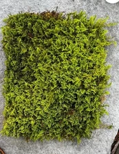Fern Moss Live Moss for Terrarium, Vivarium, Fairy garden - Sequim, Washington