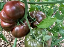 50+ CHEROKEE PURPLE HEIRLOOM TOMATO SEEDS - FRESH FOR YOUR VEGETABLE GARDENS