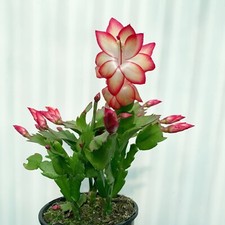 RARE Schlumbergera Zygocactus Samba (1x Fresh Cutting) Christmas Cactus