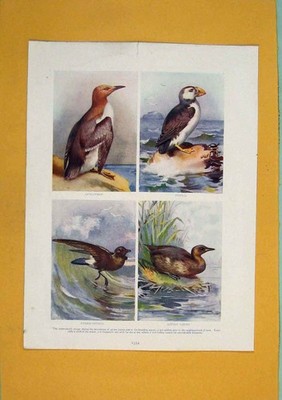 Original alter antiker Druck Gullemot Papageientaucher Sturmvogel Grebe Vogel Farbe