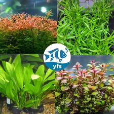 4 Pack of Background Plants  Live Aquarium Plants Bundle POTTED