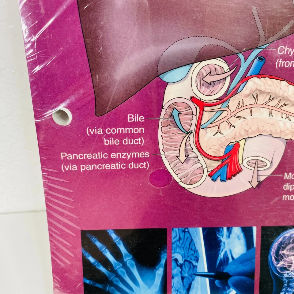 Functionally Oriented Regional Anatomy Loose Leaf Mohtashem Samsam 3rd Ed. NEW - Image 4 of 4