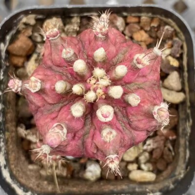3cm Succulent Cactus Plant Echinocereus Maritimus Cactaceae Home Garden Rare