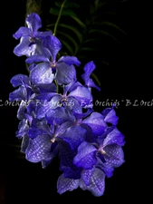 Vanda coerulea    (Laos) IN SPIKE