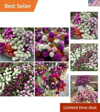 1000 Globe Amaranth Seeds - Low Maintenance, Colorful Pom Pom Flowers for Garden