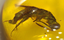 Wasp with Nice Eyes and Stinger in Burmese Burmite Amber Fossil Dinosaur Age