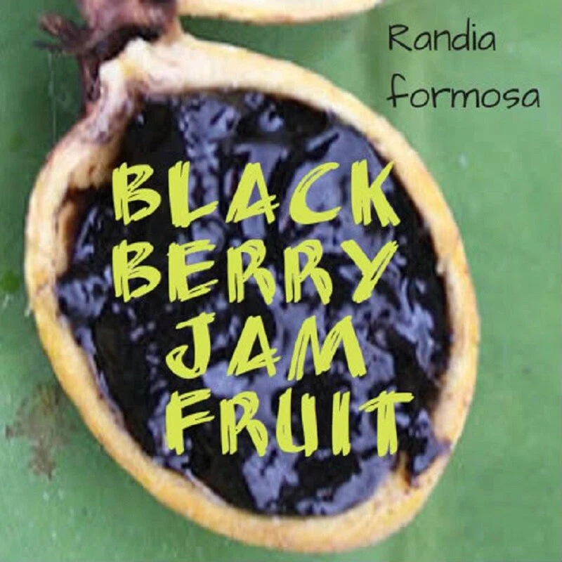 ~BLACKBERRY JAM~ Fruit Tree Randia Formosa JASMIN de ROSA Live 2-3ft Potd PLANT