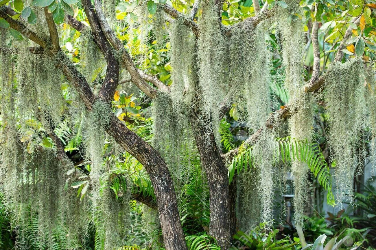 10 Lbs Fresh Live Spanish Moss from Florida Air Plant Good For Orquids
Opens in a new window or tab