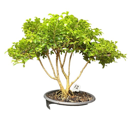 Japanese Boxwood Bonsai Exquisite: Ikadabuki Style Raft Style 23" From  Bottom | eBay