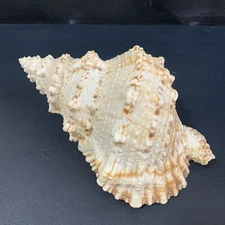 Tutufa Bubo Frog Conch Shell Large 9” 228 MM, Great Color Great Spiral Sea Shell