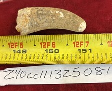 Rare Carcharodontosaurus Dinosaur Tooth T Rex Cousin 95 Mil Yrs Fossil 2 1/8”