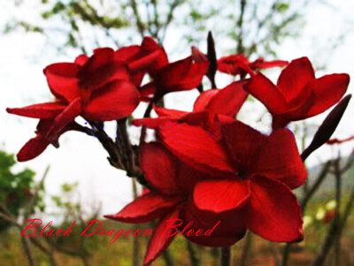 Plumeria rubra Frangipani Flowers  ''Black dragoon blood'' fresh 100 Seeds Rare!!