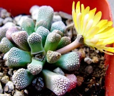 Titanopsis Primosii rare living stones mesembs succulent ice plant seed 15 SEEDS