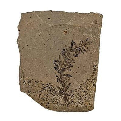 Real Fossilized Leaf from Dawn Redwood - Natural History Gem