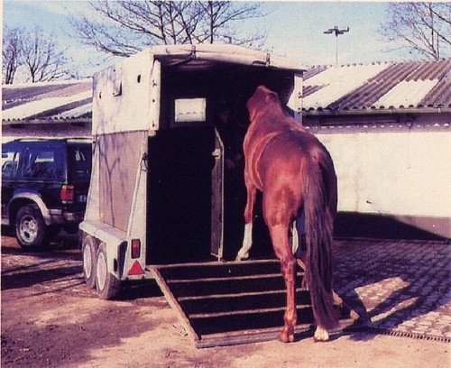 Stallmatten Für Ihren Pferdestall | Mulder Stall Und Hof
