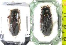 Carabidae, Cicindelinae, Megacephala regalis katangana pair A1, S. Zambia