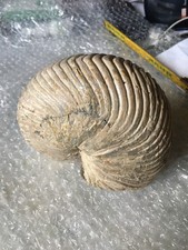 Nautilus Fossil Cretaceous Madagascar Ammonite