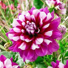 1 "Patches" Decorative Dahlia - Large Tuber - US Seller