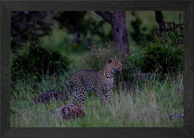 Leopard auf der Uni gerahmtes Wandbild Poster Leinwanddruck Bild