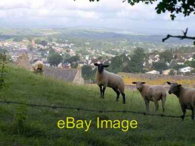 Foto 6x4 Schafe über Totnes Diese Schafe stehen neben einer Spur, die vom W c2008 abführt
