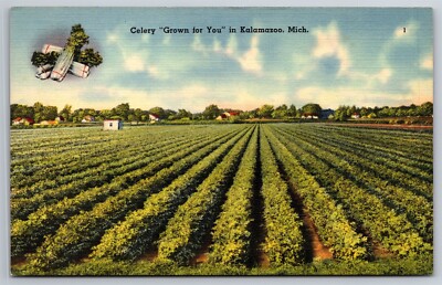 Celery Field Grown For You Kalamazoo MI C1940's Linen Postcard V6