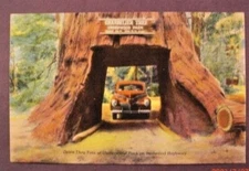 Drive Thru Tree at Underwood Park on Redwood Hwy., Calif. - Linen Postcard