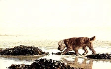 English cocker spaniel beach shore water dog postcard
