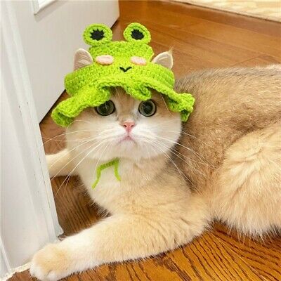 Download Frog Hat Cute Cat PFP Wallpaper