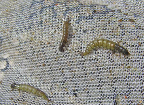 Blindside Midge UV Oliva Suave Hackle Ninfas - Moscas de pesca con mosca trucha premium - Imagen 13 de 18