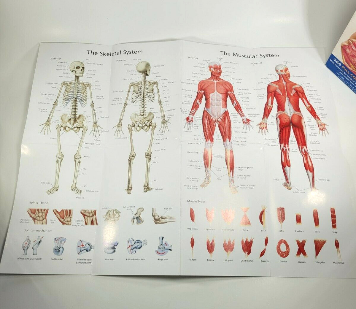 Medical Study Guide Barron's Anatomy Flash Cards 2nd Edition