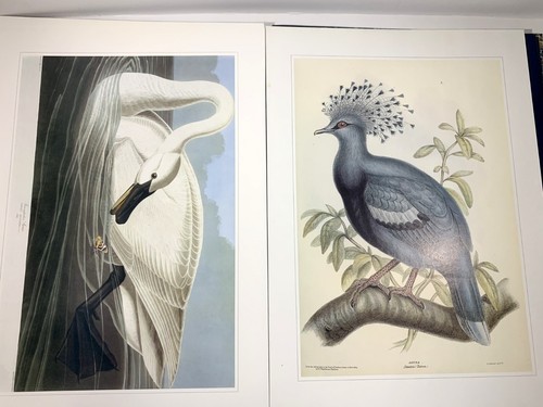Portafolio de impresión clásica de obras maestras de arte de aves - PARCIAL - 8 de 12 impresiones - Imagen 8 de 8