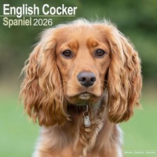 English Cocker Spaniel 2026 Calendar  Square Wall Calendar  Dog Breed Gift  P